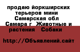 продаю йоркширских терьеров мини - Самарская обл., Самара г. Животные и растения » Собаки   